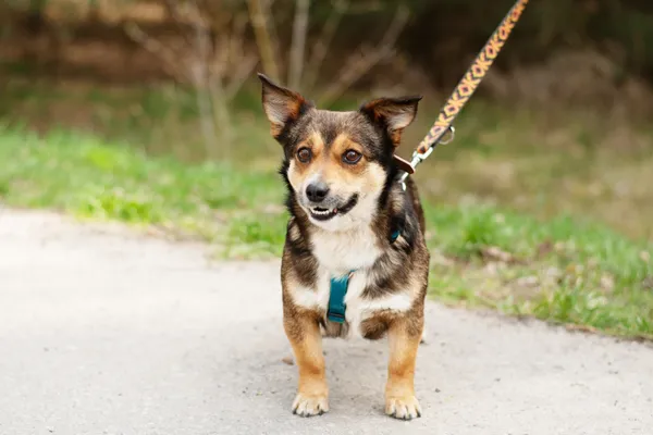 Pies do adopcji, Nowodwór, 11 kwietnia 2025 (1/5)