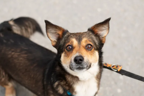 Pies do adopcji, Nowodwór, 11 kwietnia 2025 (3/5)