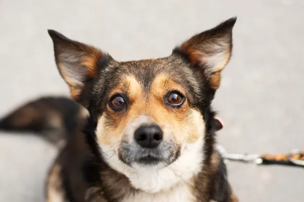 Pies do adopcji, Nowodwór, 11 kwietnia 2025 (5/5)