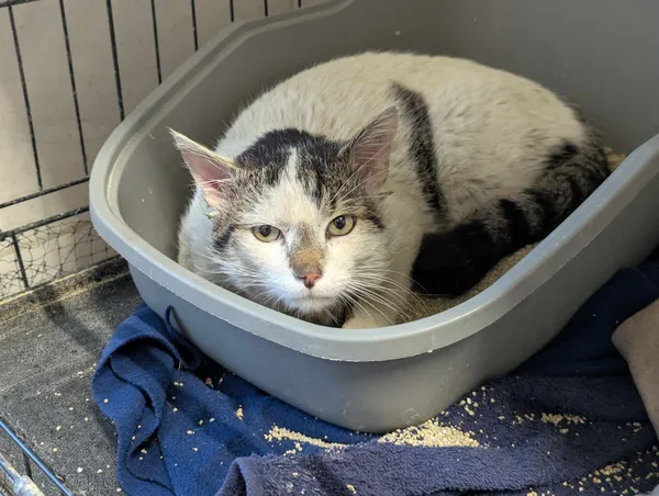 Znaleziono kota, Sosnowiec, 8 kwietnia 2025