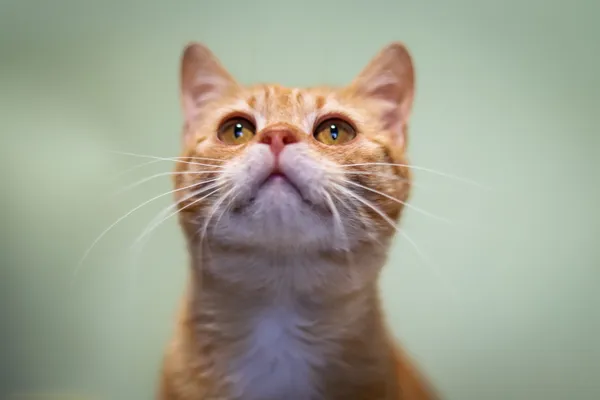 Znaleziono kota, Sosnowiec, 6 kwietnia 2025 (1/5)