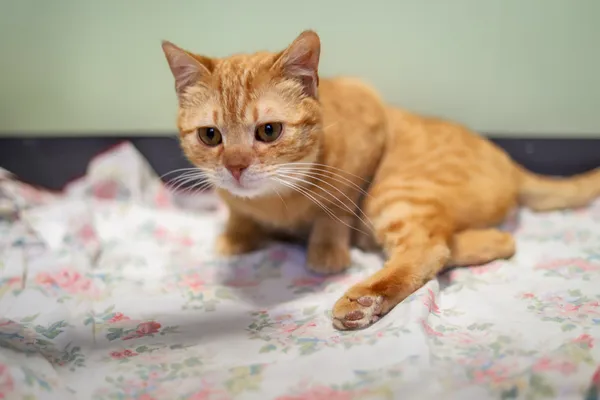 Znaleziono kota, Sosnowiec, 6 kwietnia 2025 (2/5)