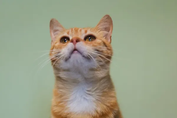 Znaleziono kota, Sosnowiec, 6 kwietnia 2025 (3/5)