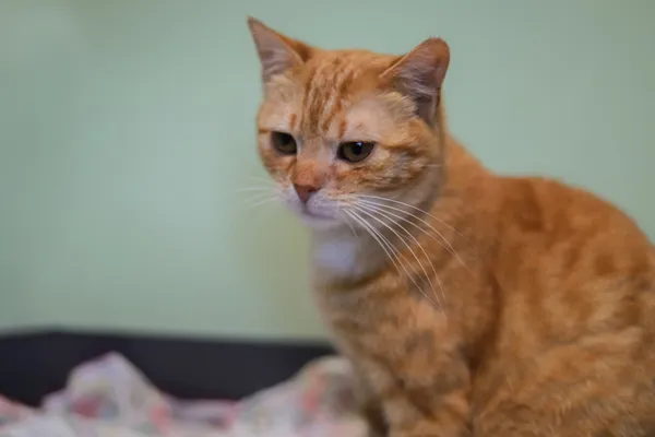 Znaleziono kota, Sosnowiec, 6 kwietnia 2025 (4/5)