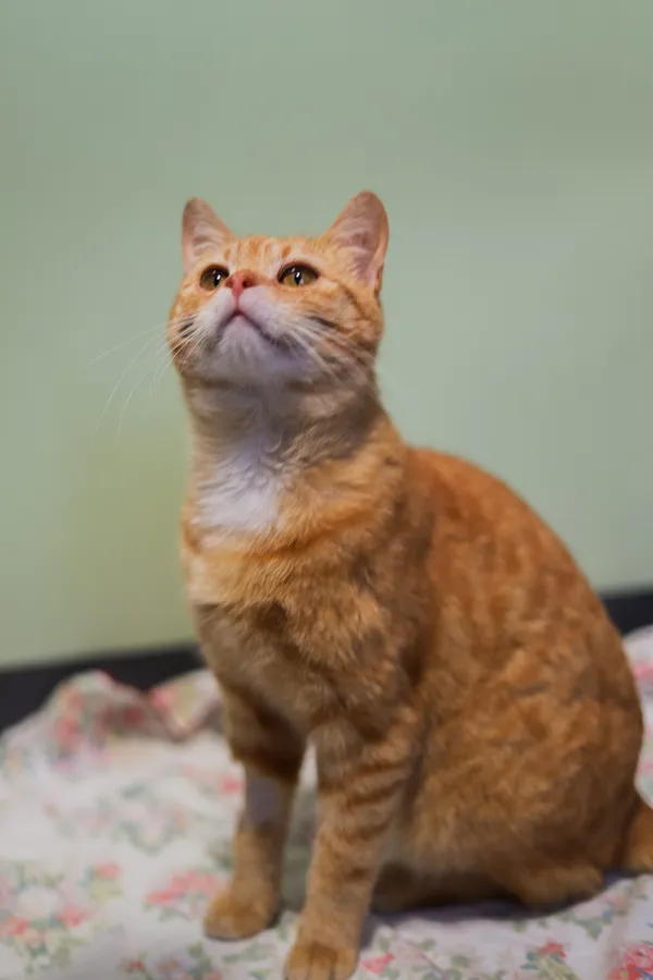 Znaleziono kota, Sosnowiec, 6 kwietnia 2025 (5/5)