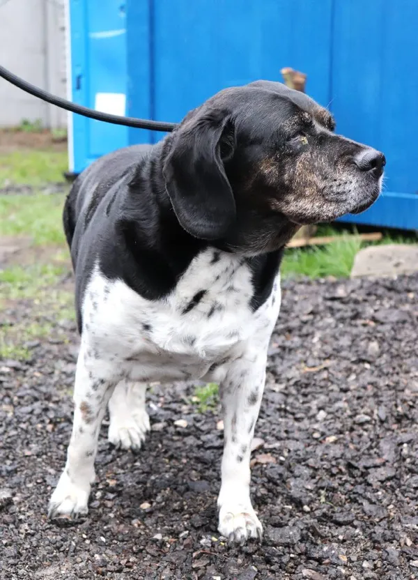 Znaleziono psa, Łódź, 11 kwietnia 2025 (1/3)