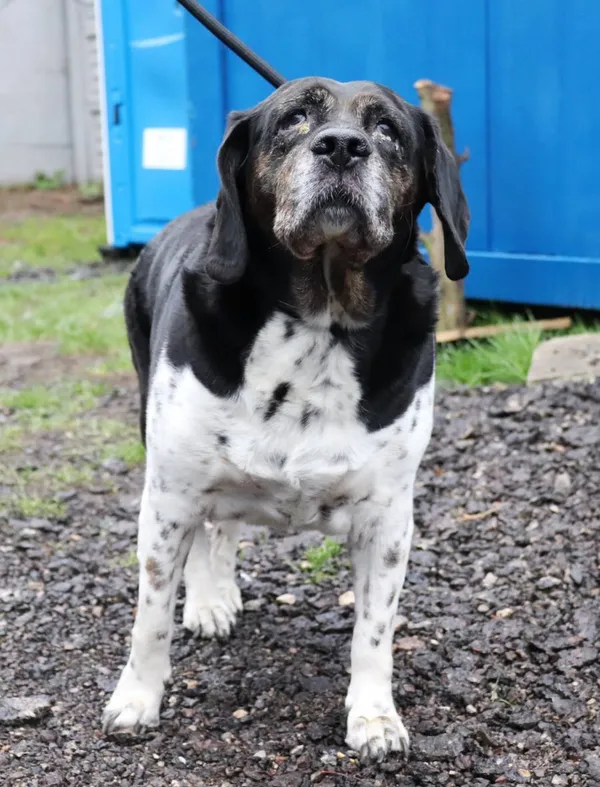 Znaleziono psa, Łódź, 11 kwietnia 2025 (2/3)