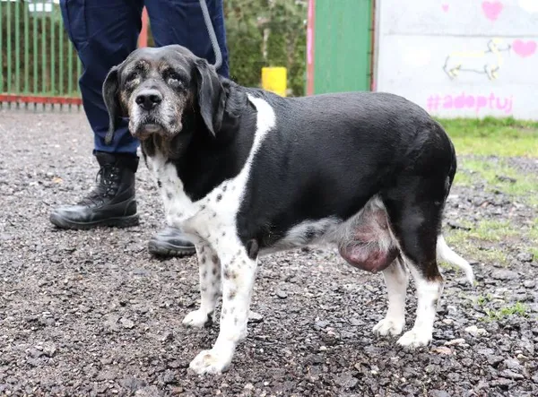 Znaleziono psa, Łódź, 11 kwietnia 2025 (3/3)