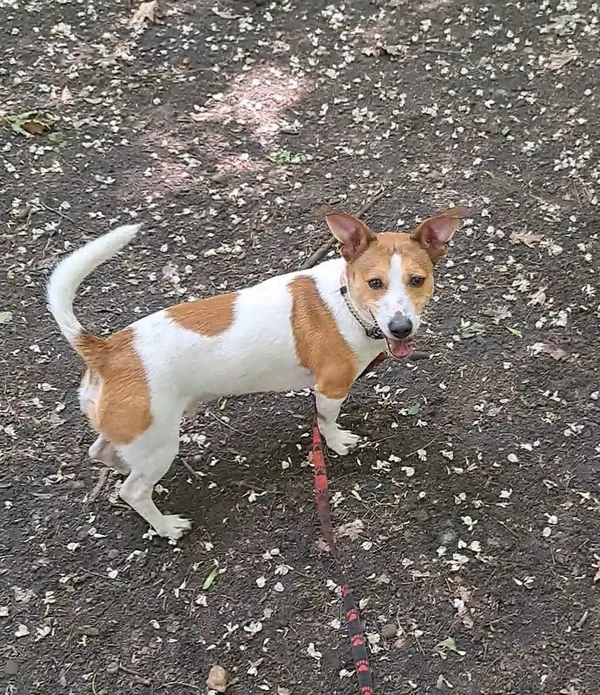 Pies do adopcji, Sosnowiec, 9 kwietnia 2025 (1/5)