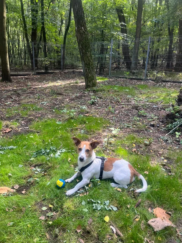 Pies do adopcji, Sosnowiec, 9 kwietnia 2025 (2/5)