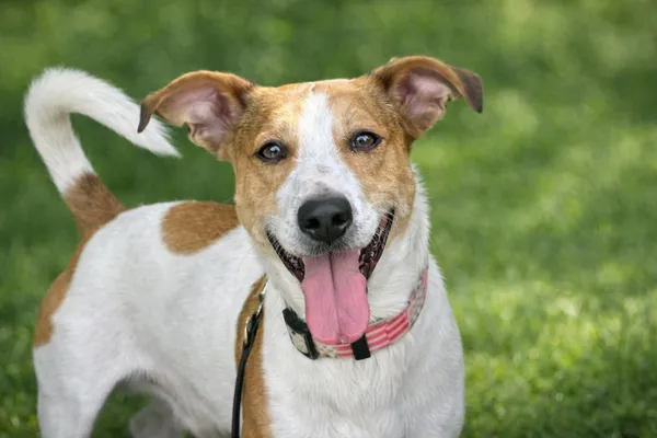 Pies do adopcji, Sosnowiec, 9 kwietnia 2025 (5/5)