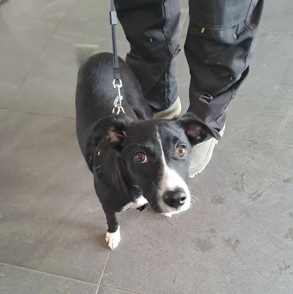 Znaleziono psa, Olsztyn, 10 kwietnia 2025