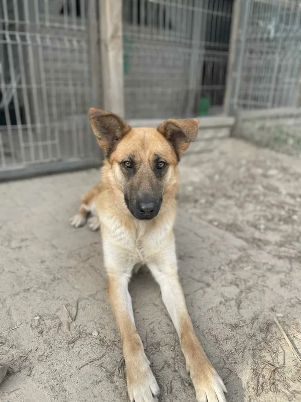 Pies do adopcji, Zgierz, 11 kwietnia 2025 (3/5)