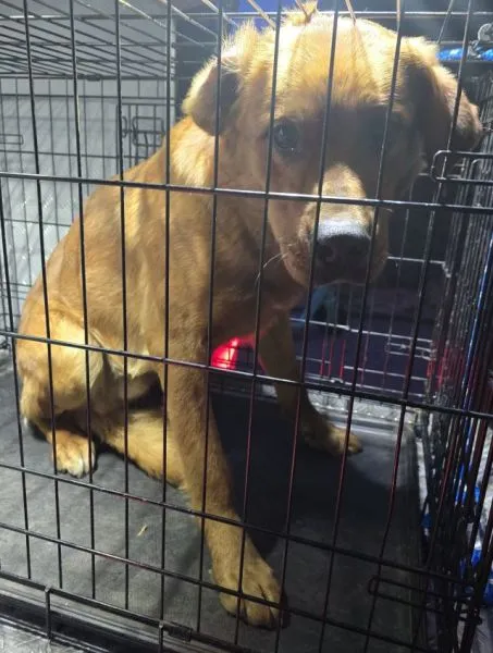 Znaleziono psa, Radom, 10 kwietnia 2025