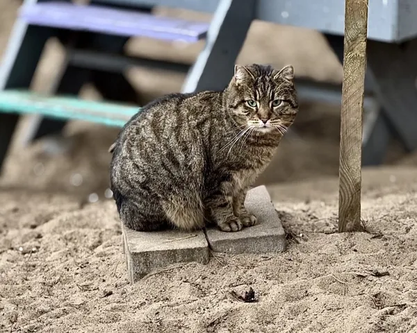 Kot do adopcji, Piła, 7 maja 2024