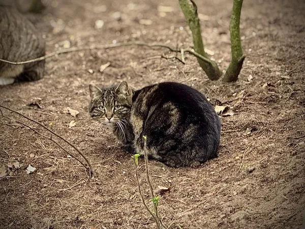 Kot do adopcji, Piła, 7 maja 2024