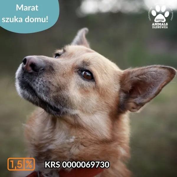 Pies do adopcji, Dąbrówka, 11 kwietnia 2025 (1/5)