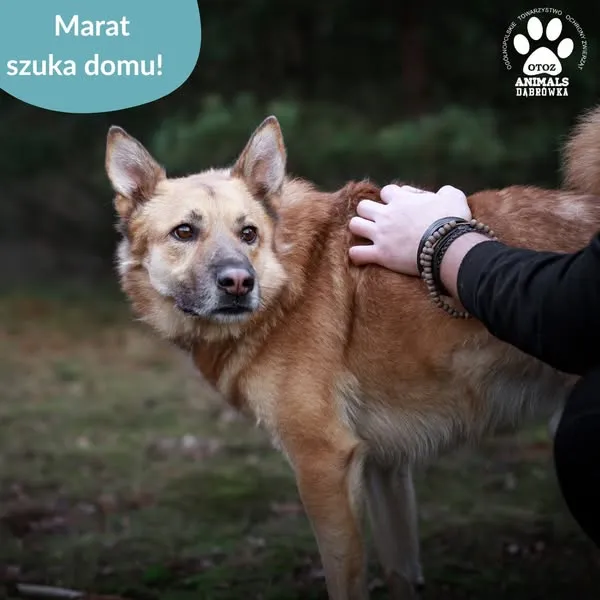 Pies do adopcji, Dąbrówka, 11 kwietnia 2025 (2/5)