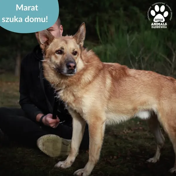 Pies do adopcji, Dąbrówka, 11 kwietnia 2025 (3/5)