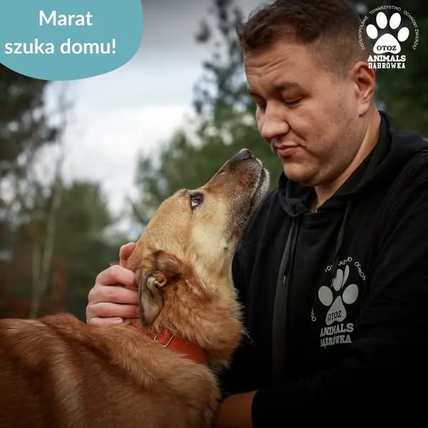 Pies do adopcji, Dąbrówka, 11 kwietnia 2025 (4/5)