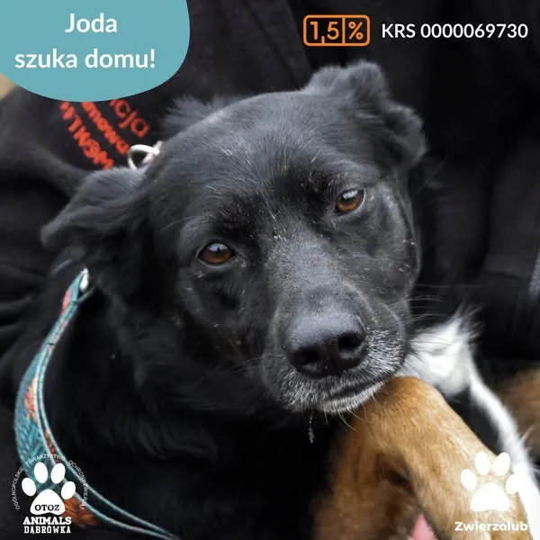 Pies do adopcji, Dąbrówka, 11 kwietnia 2025 (1/5)