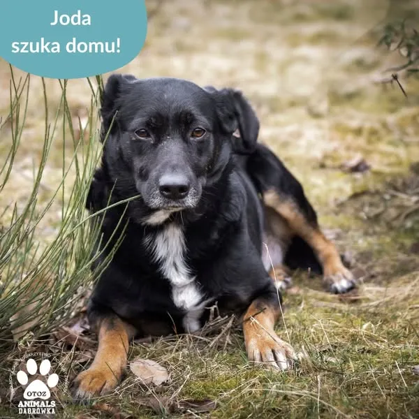 Pies do adopcji, Dąbrówka, 11 kwietnia 2025 (2/5)