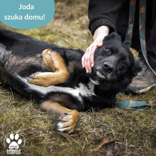 Pies do adopcji, Dąbrówka, 11 kwietnia 2025 (3/5)