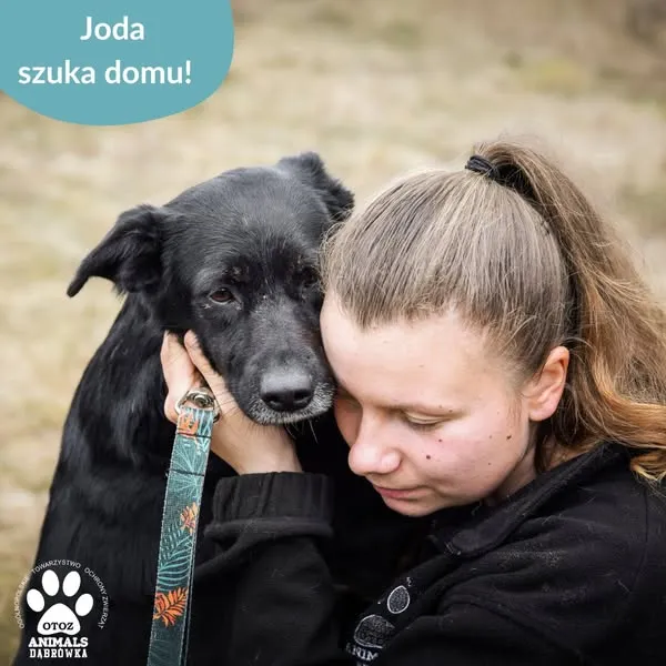 Pies do adopcji, Dąbrówka, 11 kwietnia 2025 (4/5)