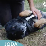 Pies do adopcji
