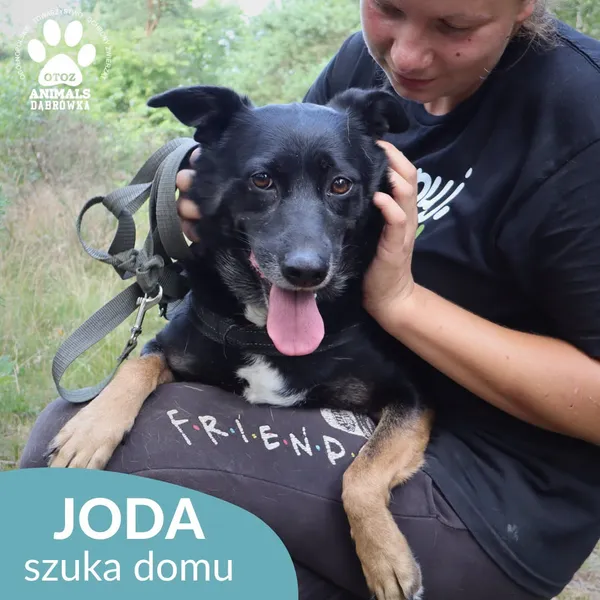 Pies do adopcji, Dąbrówka, 8 sierpnia 2026 (2/4)