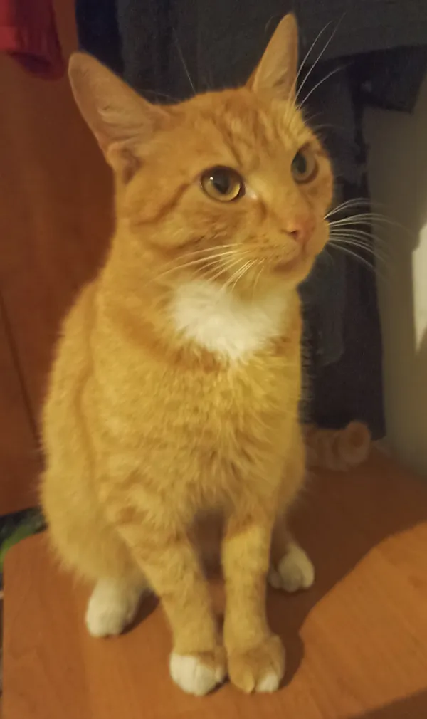 Zaginął kot, Lublin, Wrotków, 12 kwietnia 2025