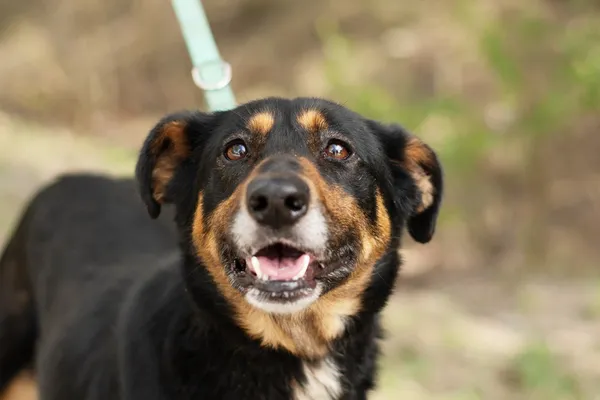 Pies do adopcji, Nowodwór, 11 kwietnia 2025 (4/5)