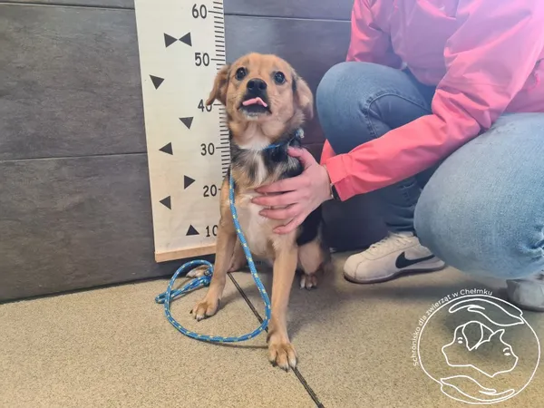 Znaleziono psa, Chełmek, 12 kwietnia 2025