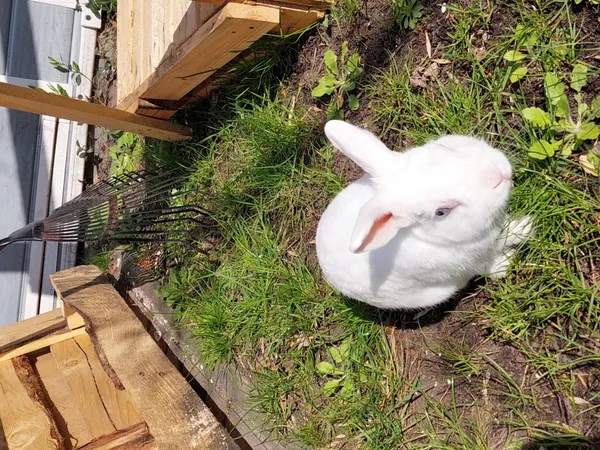 Znaleziono zwierzę, Łódź, 12 kwietnia 2025