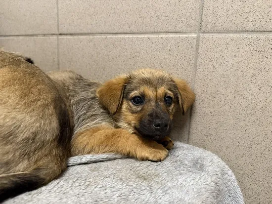 Pies do adopcji, Kraków, 10 kwietnia 2025