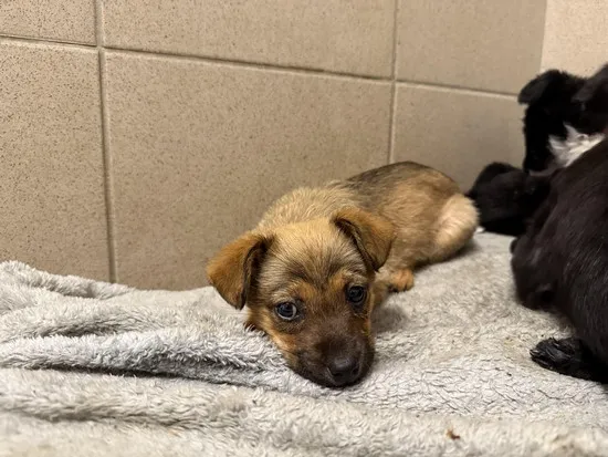 Pies do adopcji, Kraków, 10 kwietnia 2025