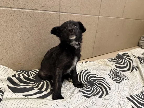 Pies do adopcji, Kraków, 10 kwietnia 2025