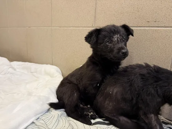 Pies do adopcji, Kraków, 10 kwietnia 2025