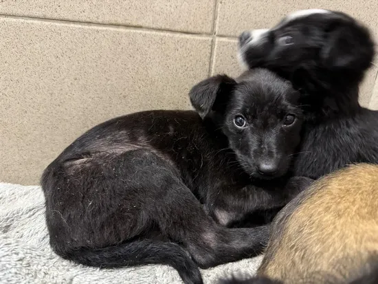 Pies do adopcji, Kraków, 10 kwietnia 2025