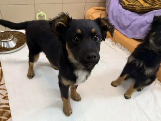 Pies do adopcji, Kraków, 11 kwietnia 2025