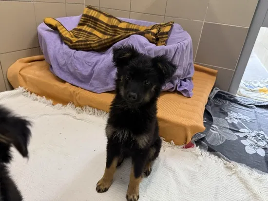 Pies do adopcji, Kraków, 11 kwietnia 2025