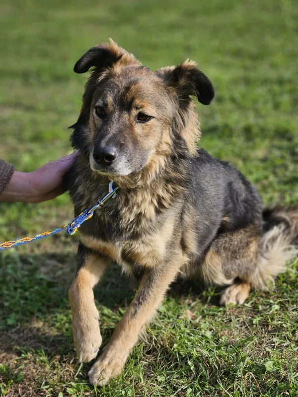 Zaginął pies, Łódź, 12 kwietnia 2025