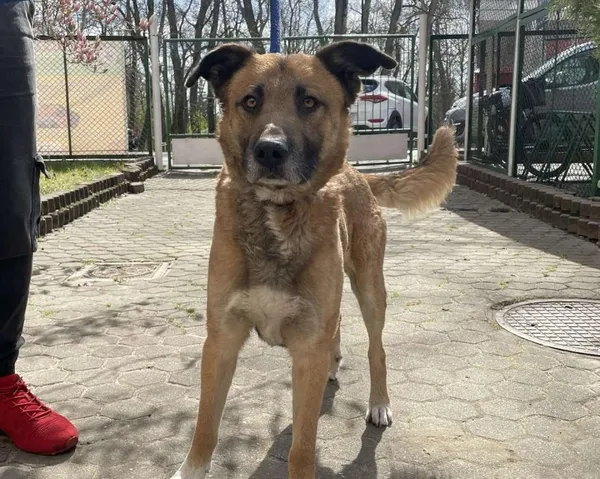 Znaleziono psa, Toruń, 10 kwietnia 2025