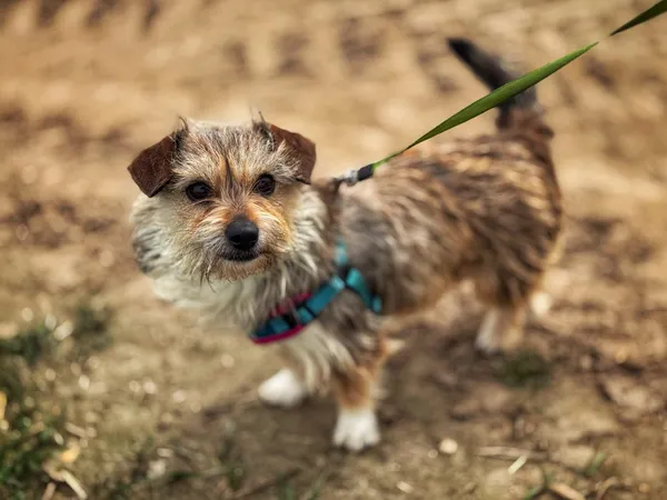 Pies do adopcji, Dłużyna Górna, 13 kwietnia 2025 (3/5)