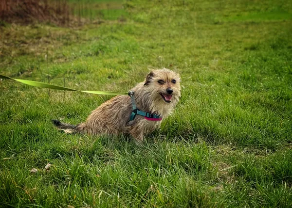 Pies do adopcji, Dłużyna Górna, 13 kwietnia 2025 (4/5)