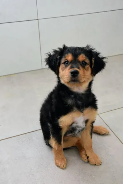 Pies do adopcji, Piła, 26 marca 2025 (1/3)