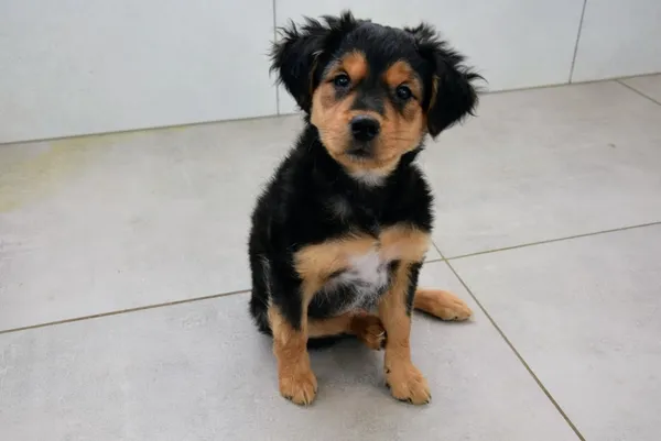 Pies do adopcji, Piła, 26 marca 2025 (2/3)