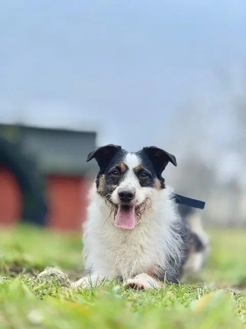 Pies do adopcji, Piła, 6 grudnia 2024 (2/5)