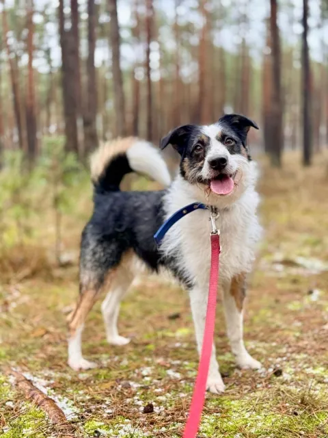 Pies do adopcji, Piła, 6 grudnia 2024 (3/5)