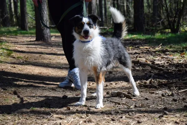 Pies do adopcji, Piła, 6 grudnia 2024 (4/5)